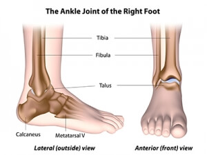 foot ankle anatomy