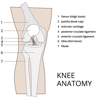 knee-anatomy